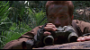 predator_bd_esp_21.19.png