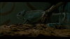 vlcsnap-2012-08-17-12h22m42s46.png